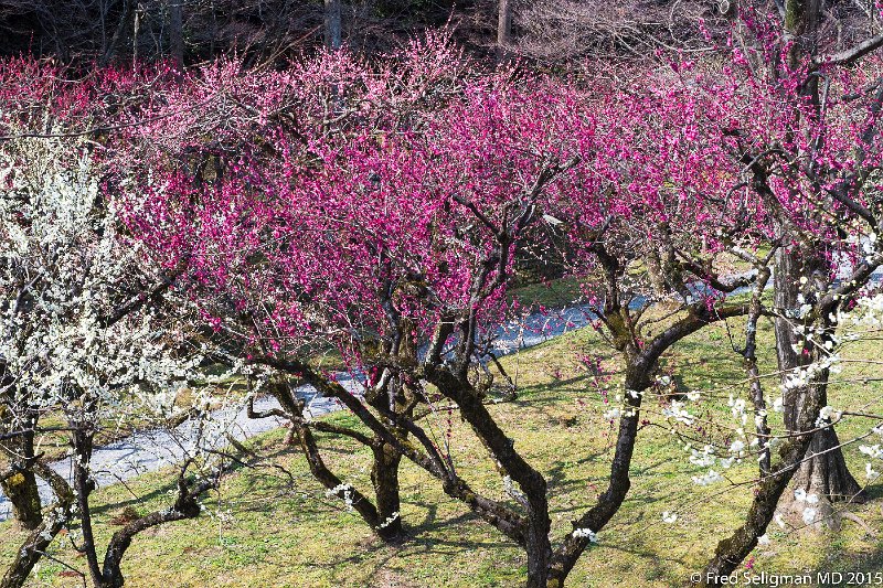 20150313_133243 D4S.jpg - Blossoms